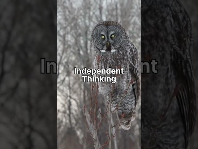 Owl Symbolism | Owl Bird | Spirit Animal | Bird's Aura | Soul Animal | Animal Inside | Wisdom