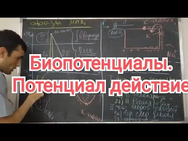 Физиология человека. Тема 5. Физиология возбудимых тканей. Потенциал дейстиве