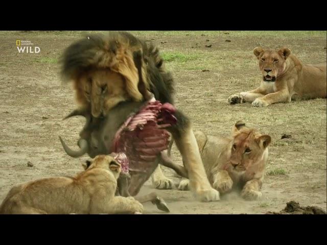 Nat Geo Wild: Дикие охотники 1 серия - Кошки 2019