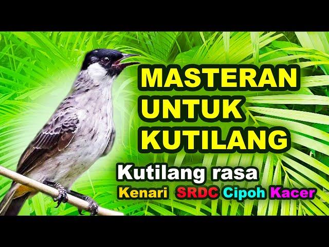 Masteran Untuk Burung Kutilang Anakan Supaya isian kenari, SRDC, Cipoh/Sirtu, Kacer