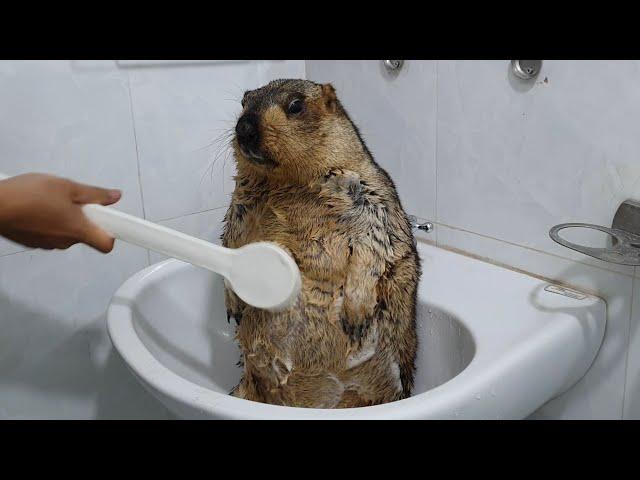 The first time marmot bathed with a brush