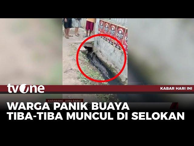 Buaya Masuk Pemukiman Lewat dalam Selokan Buat Panik Warga | Kabar Hari Ini tvOne