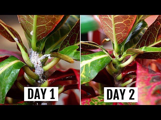 5 SIMPLEST Ways To GET Rid of Mealybugs In MINUTES!