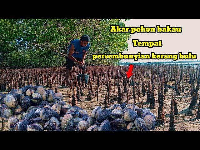 NGERi‼️Kerang Bulu di Akar Pohon bakau ini  Tidak Habis-habis Meskipun Di Cari Berkali-kali