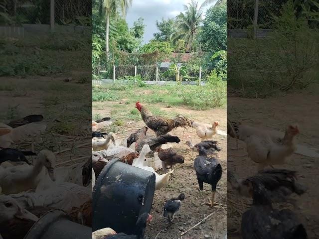 Everyday chickens feeding 23 #chicken #chickenfeeding #cookedfood #ayam #duckfeed #cookedrice #broil