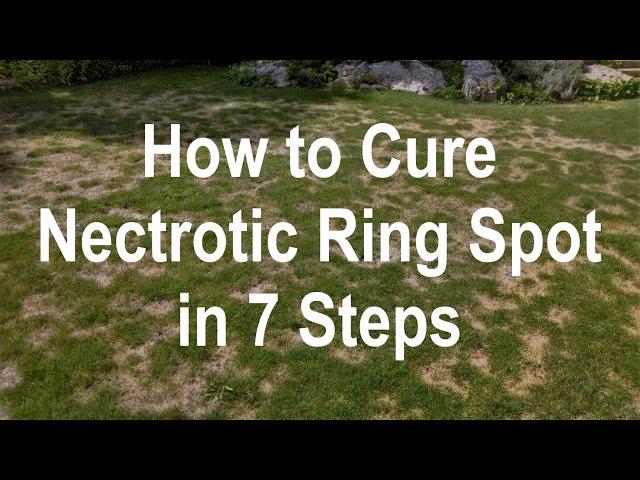 How to Cure Necrotic Ring Spot Fungus - Stop the Cause of the Problem vs Treating the Symptoms