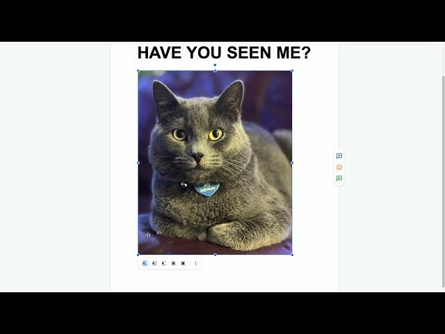 Creating a lost pet flyer on Google Docs