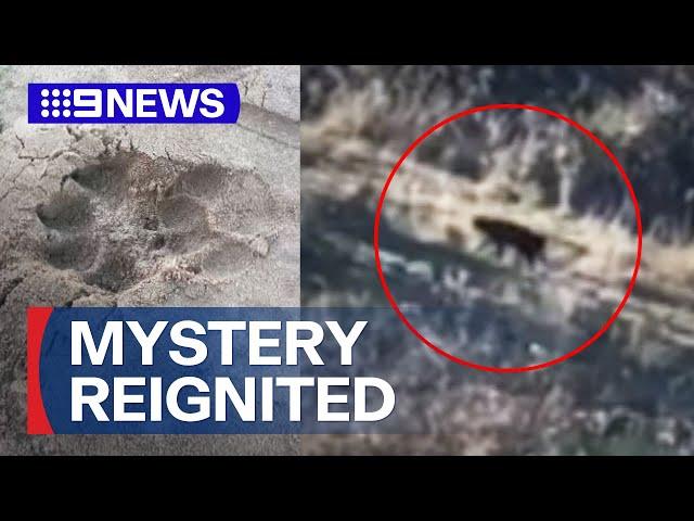 Large paw prints found in Blue Mountains reignites panther mystery | 9 News Australia