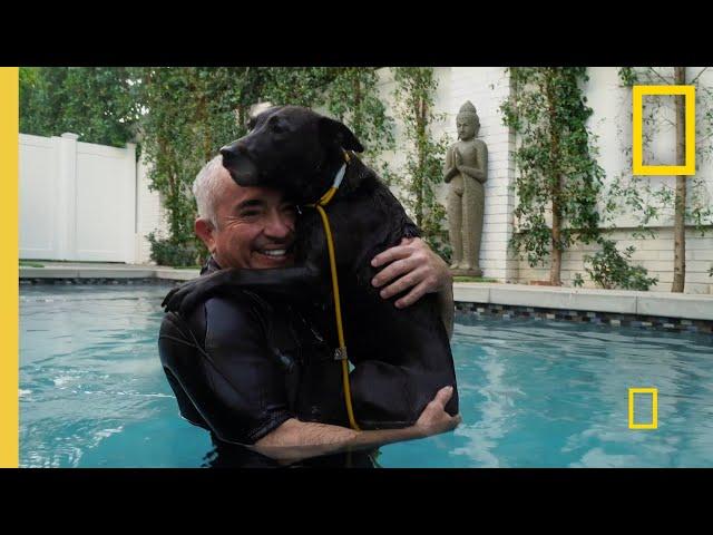 Teaching a Fixated Dog to Focus | Cesar Millan: Better Human Better Dog