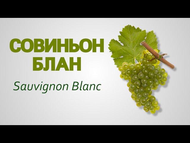 Сорт винограда Совиньон Блан Sauvignon Blanc