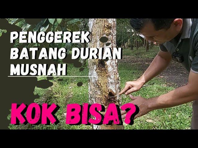 Cara Mengatasi Penggerek Batang Durian Tanpa Kimia | Edisi Pertanian #durian #penggerekbatangdurian