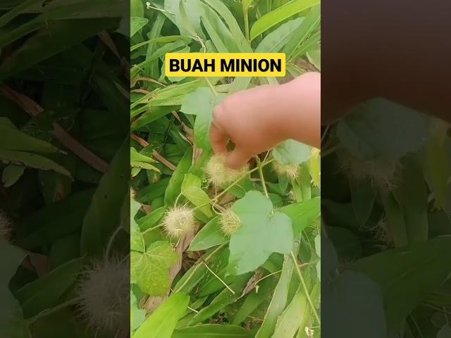 BUAH SEMAK INI DITEMPAT MU NAMANYA APA??  #hutan #gunung #bolang #nurseadventures