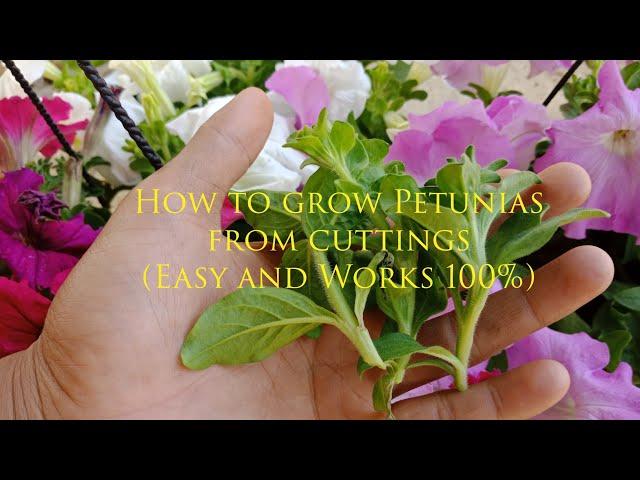 How To Grow Petunia From Cuttings , petunia propagation , petunia care
