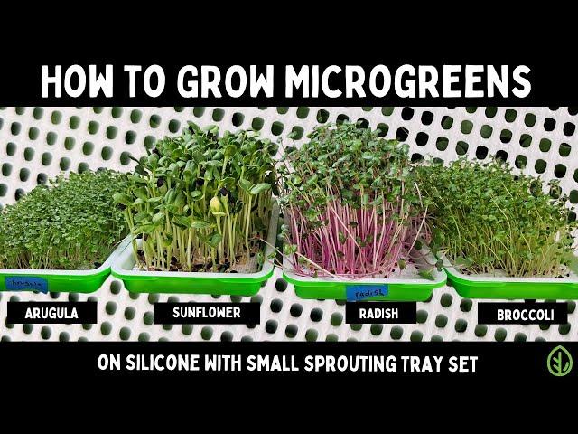 How to Grow Popular Microgreens on Silicone with Small Sprouting Tray Set | Soilless Growing