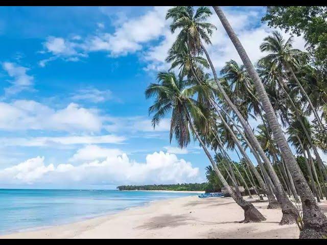 Relaxing Music with Palm Trees 4k ˑ breathtaking beaches ˑ Beautiful Piano Music Stress Relief Study