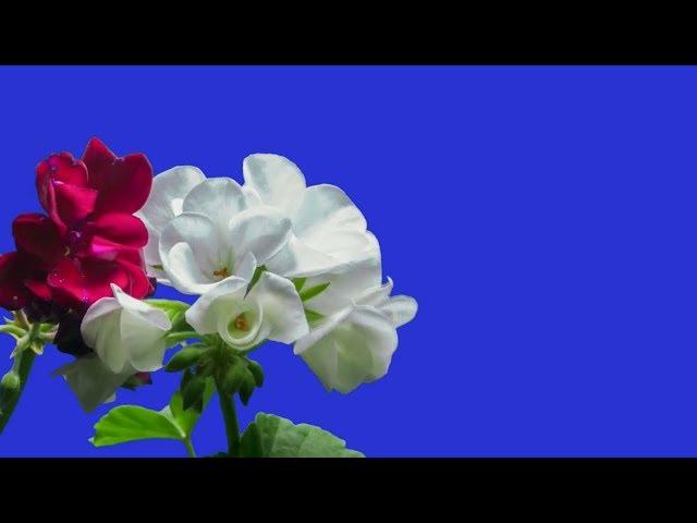 Green Screen Roses blooming  Time lapse