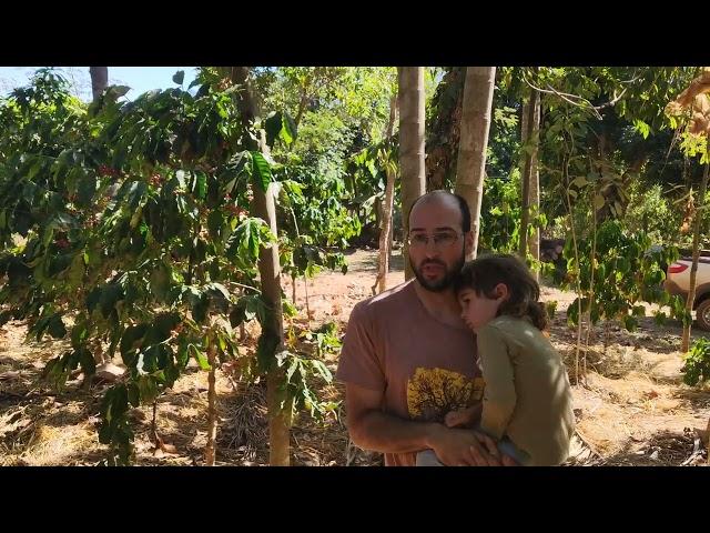 Agrofloresta de 7 anos de idade, sem irrigação e plantada a mão!agricultura sintropica!