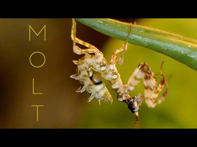 Praying mantis molting time lapse