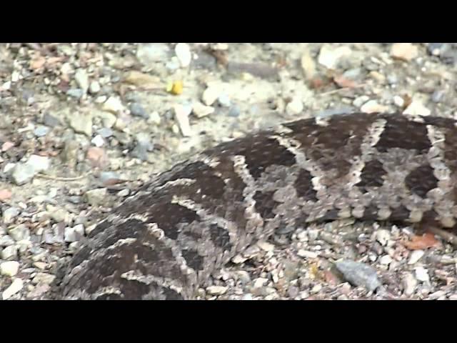 Bothrops asper Video 04 (Fer-de-lance or Common lancehead - Barba amarilla)