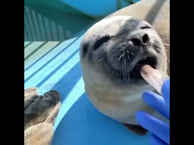 Seal eats fish and smiles