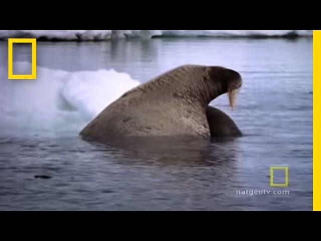 Walrus Mom and Baby Cuddle | National Geographic