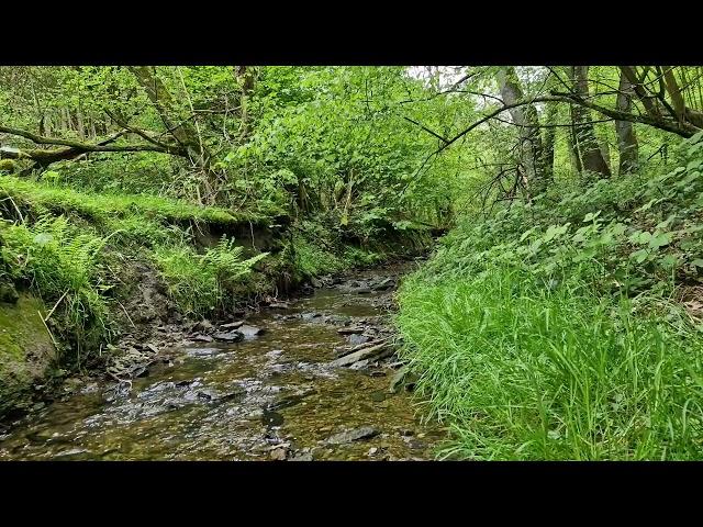 The pleasant murmur of the stream and the singing of birds for nerves, sleep and relaxation. Relax