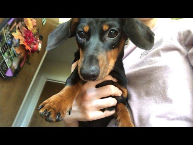 A day in my life - a miniature dachshund