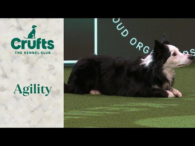 Agility - International Invitation Large Final (Agility) | Crufts 2024