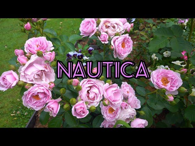 Роза Наутика (Nautica) Кордес 2017г.