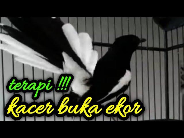 AMPUH ! TERAPI KACER BUKA EKOR