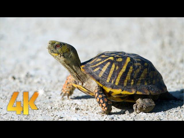 Cute turtle and tortoise 4k video clips compilation 2021