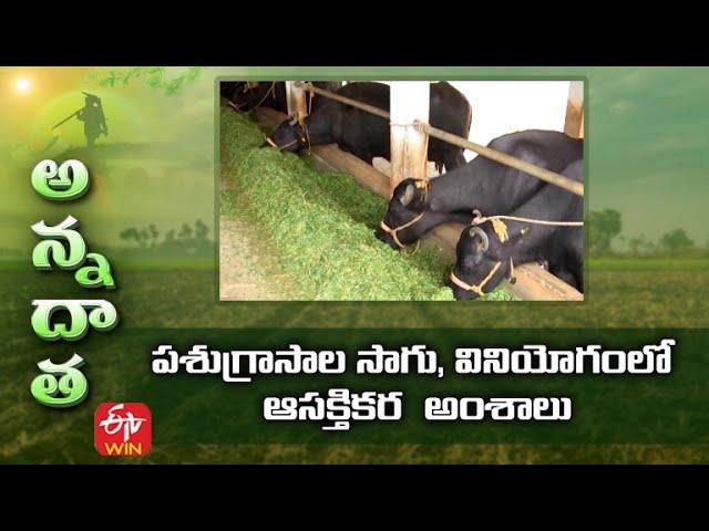 Interesting Facts on Fodders & Feed Management | పశుగ్రాసాల సాగు, వినియోగంలో ఆసక్తికర  అంశాలు | ETV