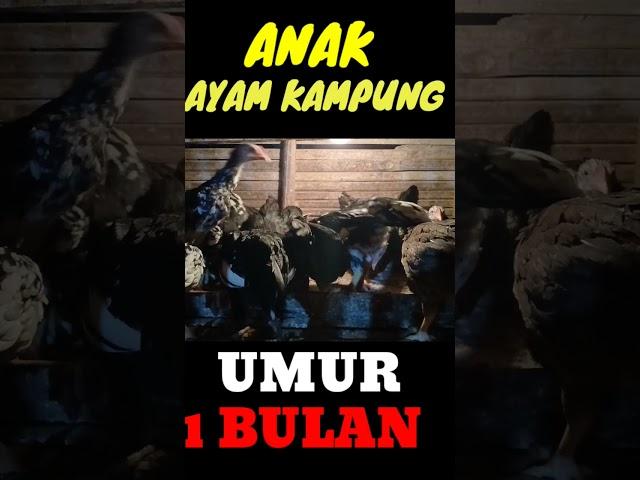 Memberi makan anak ayam kamoung asli umur 1 bulan!!makan lahap,ayam sehat!!! #ayam #anakayamkampung