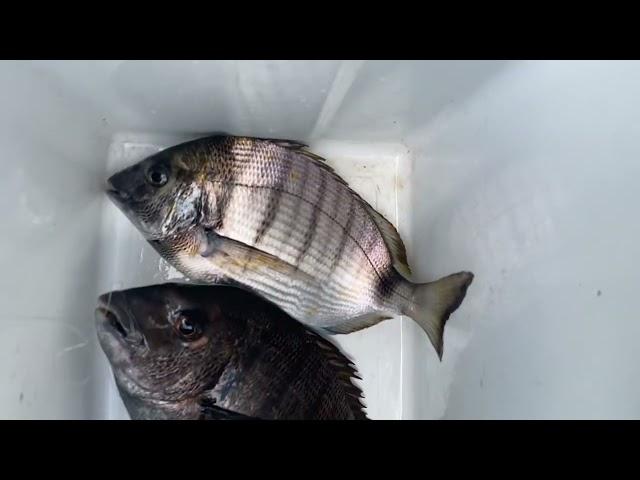 Sar de Biarritz au crabe en surcasting # White bream fishing  # sargo grande # شرغ طعم العقرب#