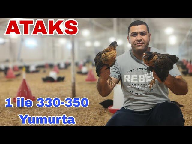 Ataks 1ilə 330-350 Yumurta