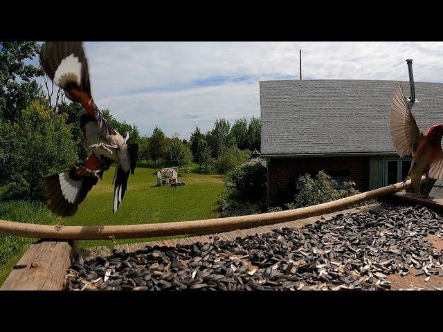 red finch & grosbeak