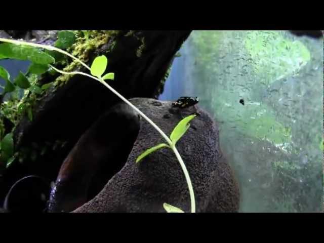 A. castaneoticus in new enclosure