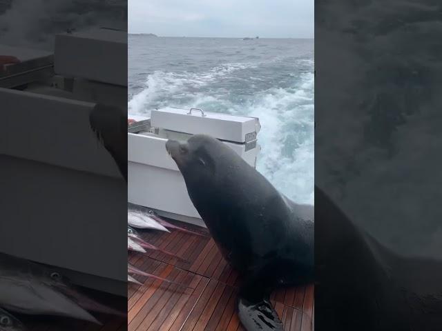 Sea Lion LEAPS onto Boat for Fish!