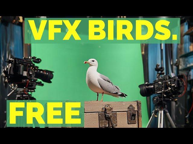 (8K) Free VFX Bird Stock Footage Assets!