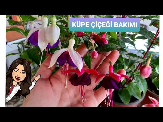 KÜPE ÇİÇEĞİ BAKIMI-KÜPELİ ÇİÇEĞİ#Küpeçiçeğibakımı#küpeliçiçeğibakımı#Çiçekbakımvideoları