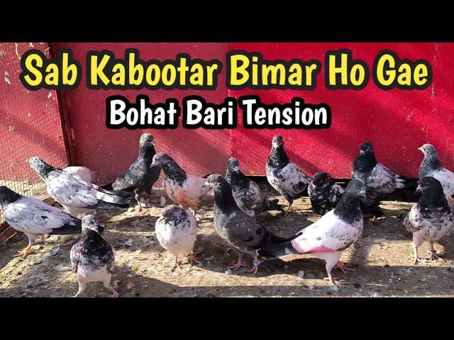 Sab Kabootar Bimar Ho Gay | Hashim Mahmood Pigeons