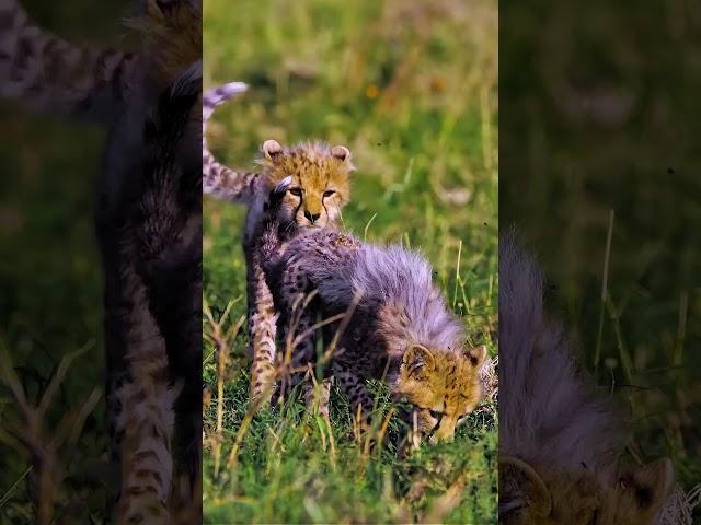 Young Tanzanian Cheetahs Explore Their Grassland Home | Rare Wildlife Moment