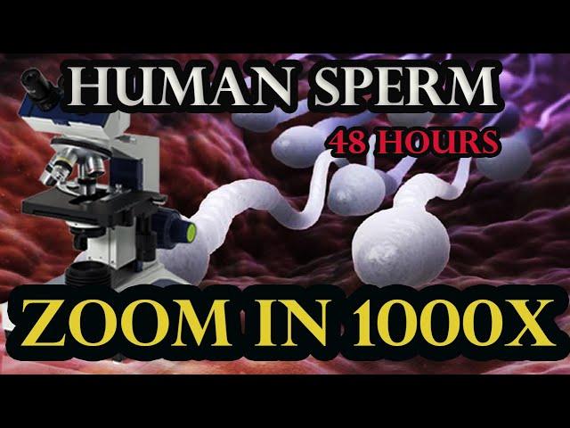 experiment 48 hours human sperm | zoom 1000x