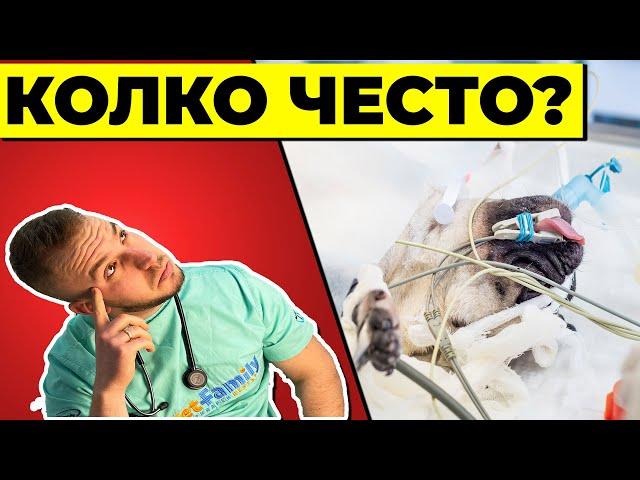 Колко често могат да се упояват животните?