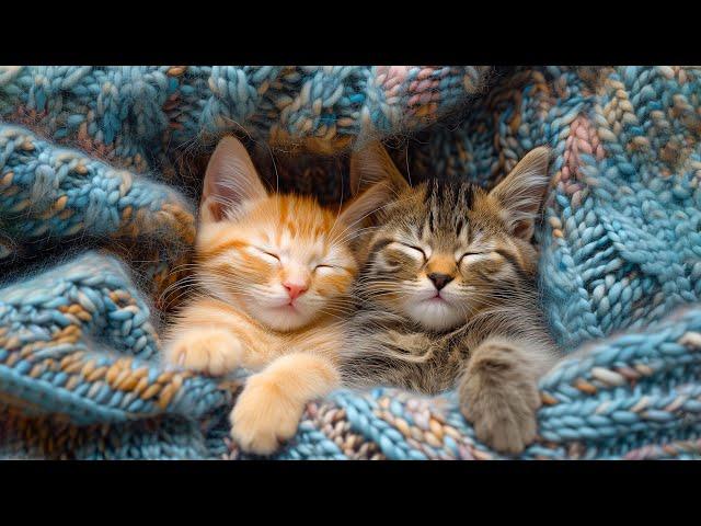 Best Lullaby Music for Cats - 12 Hours of Music that Cats Like, Cats Love Music - Sleepy Cat 