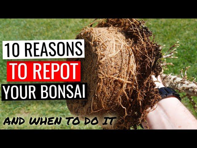 Bonsai care - how to repot a bonsai tree | Part 1: why and when you should repot