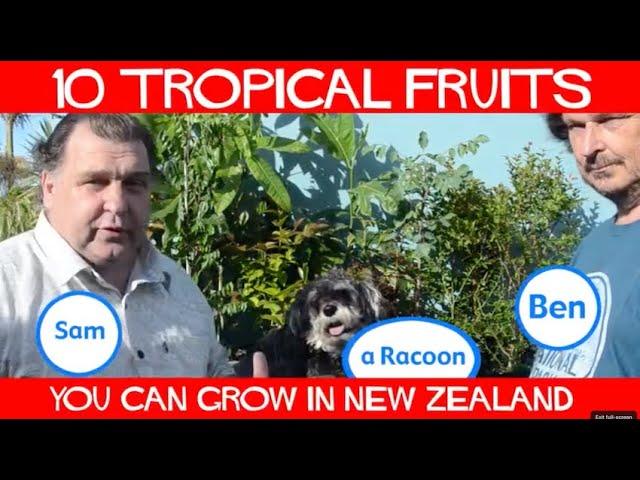 10 Tropical Fruits You can Grow in New Zealand