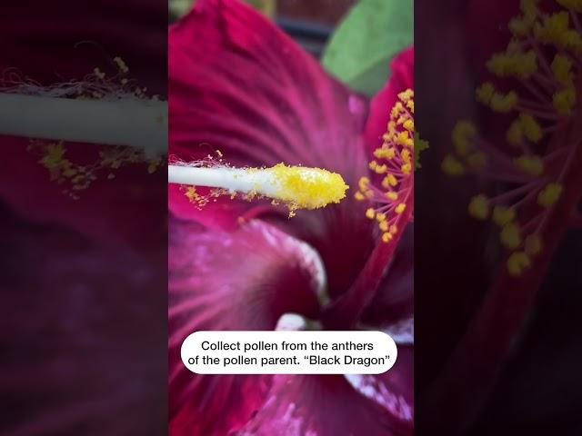 How to hybridize tropical hibiscus.  A short clip of how to get hibiscus seeds from your hibiscus.