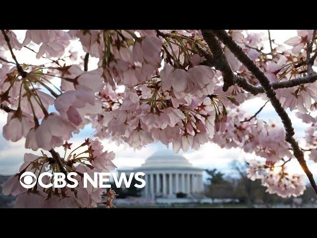 Videos show cherry blossoms blooming in parts of Northeast