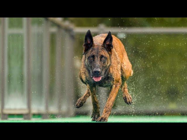 The Power of Belgian Malinois - An Amazing Athlete!